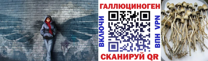 Псилоцибиновые грибы прущие грибы  Краснодар 